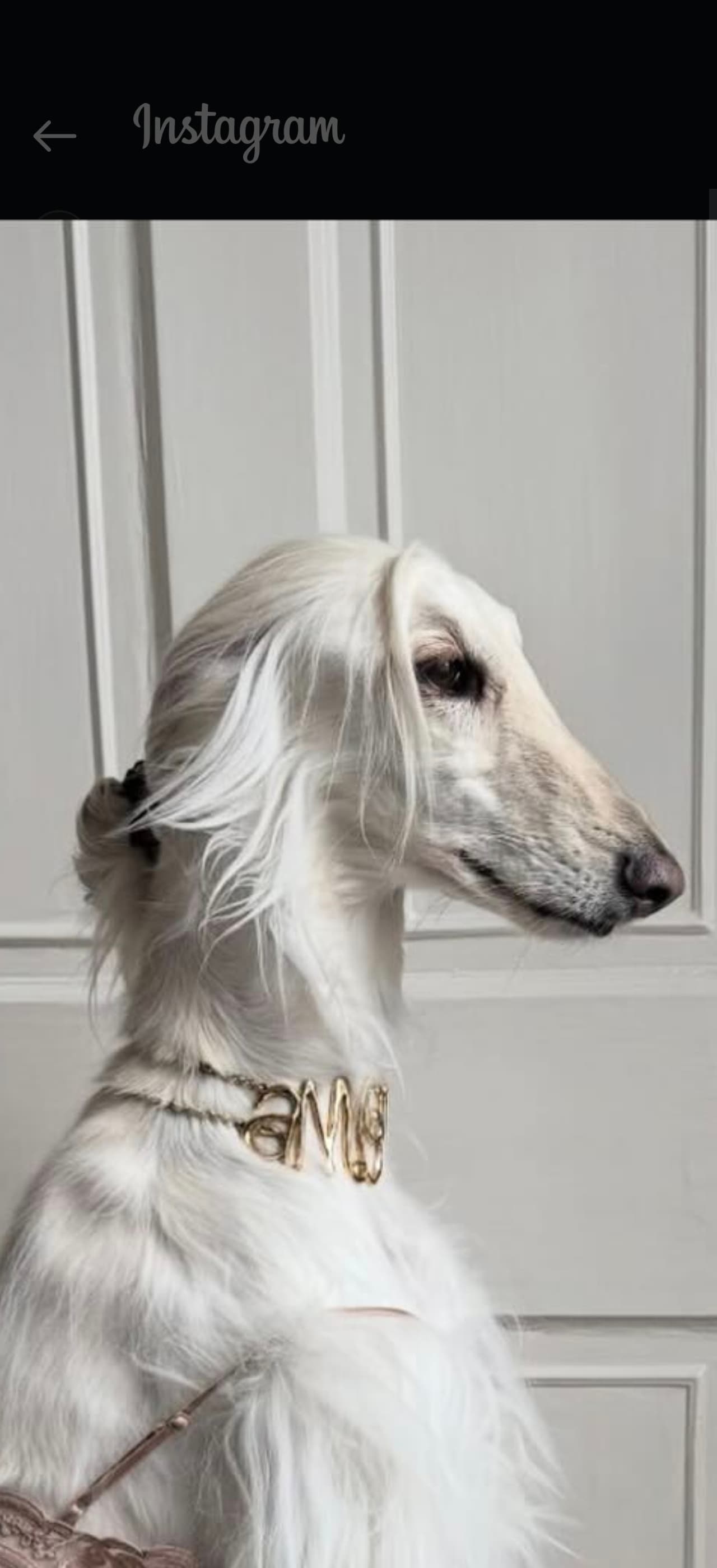 The Honourable Lady Gwendolyn Snout-Haughty of Whisker Hall