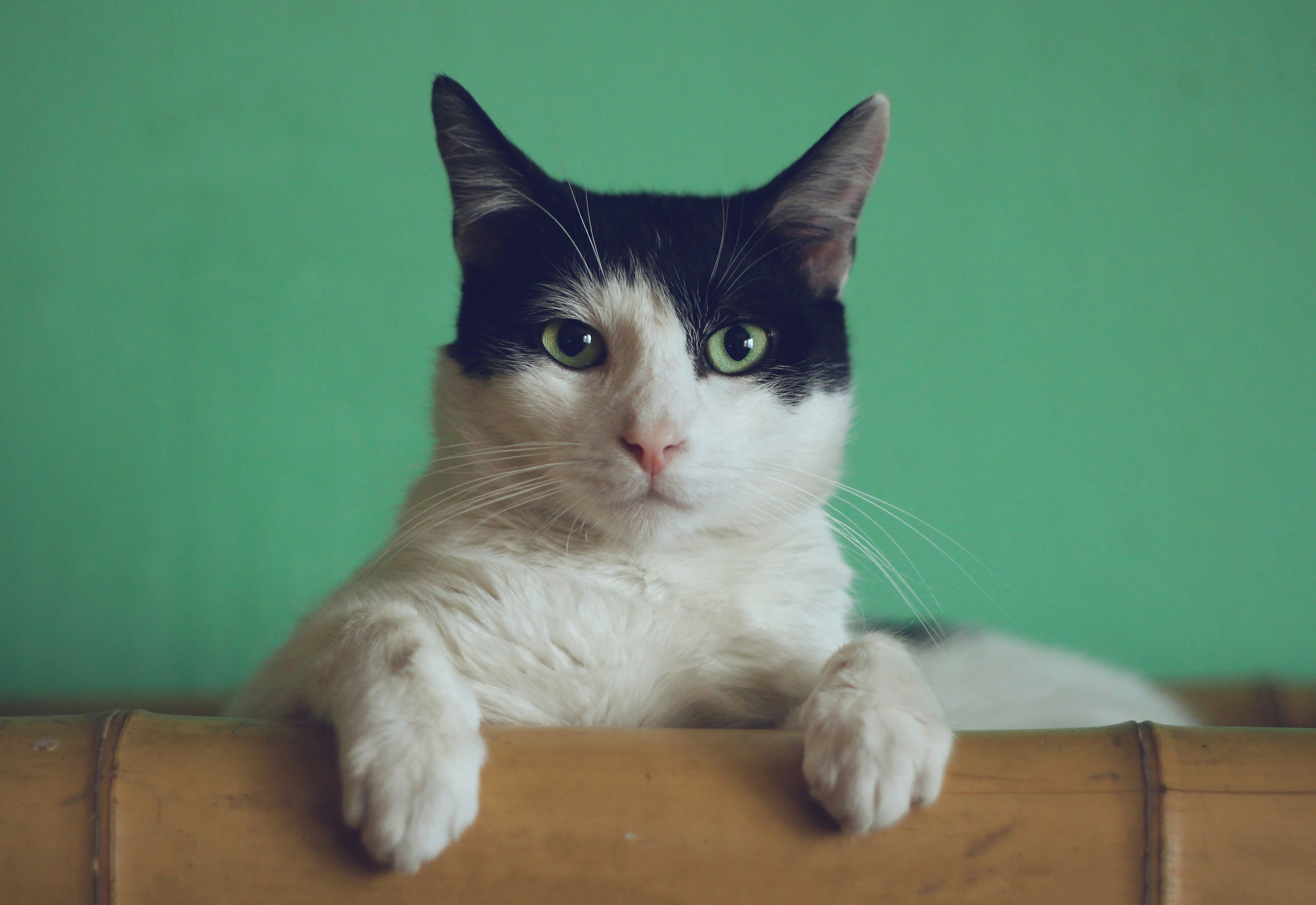 Alan