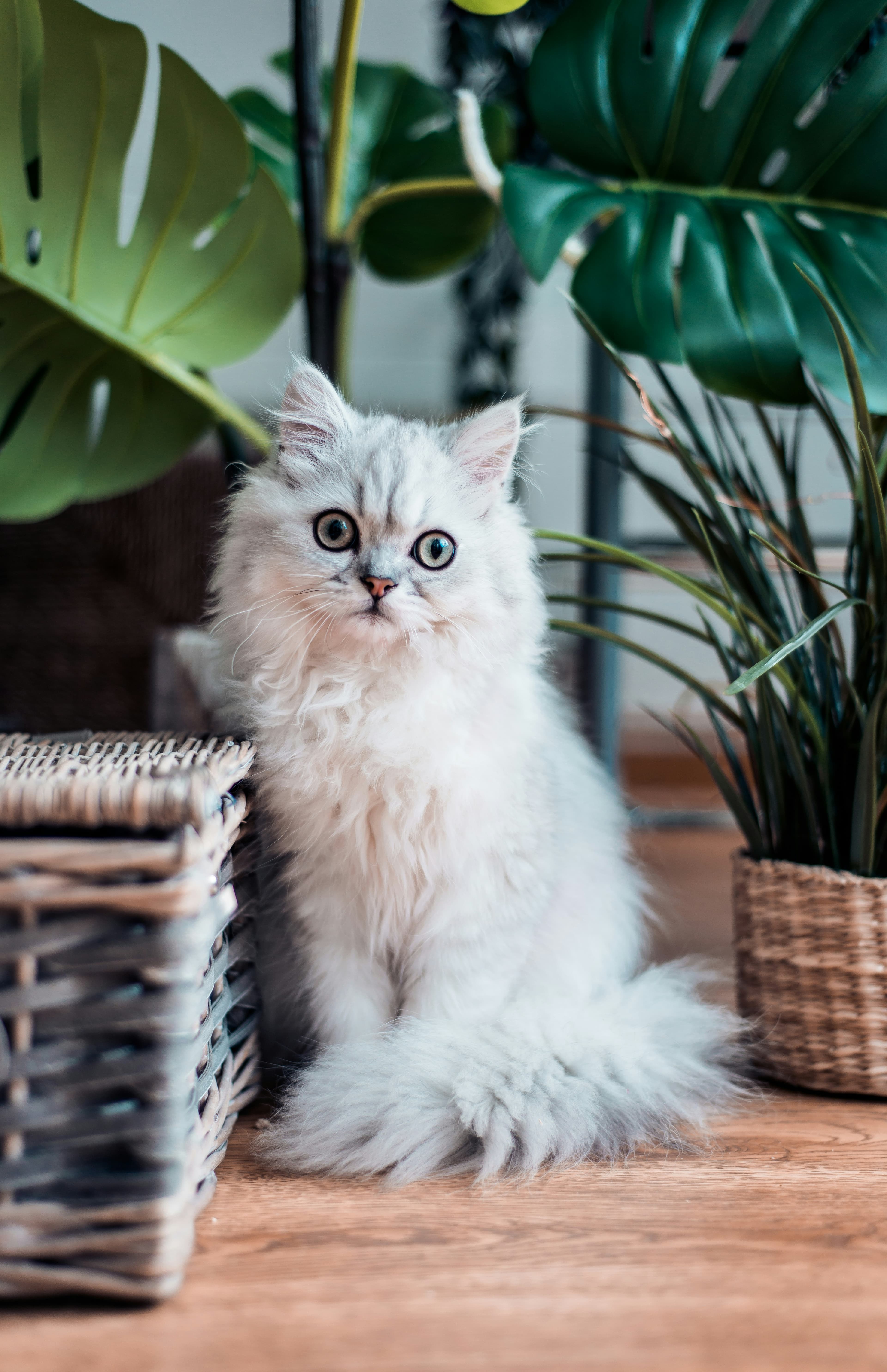 The Honourable Duchess Whisker-Fritter von Floof-Puddle III