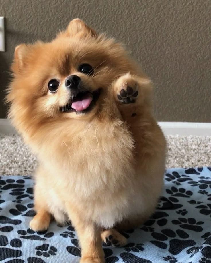 Paco