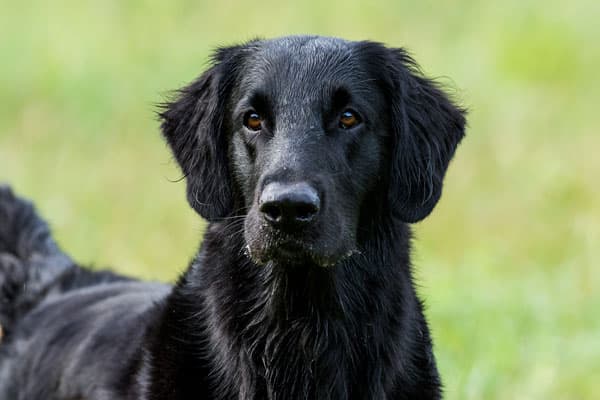 Archie