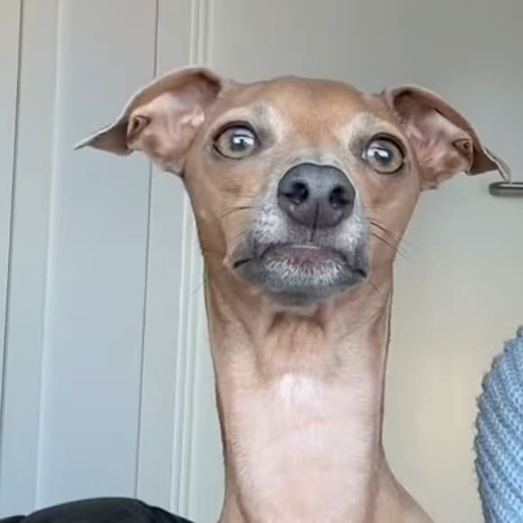 Trevor the Iggy